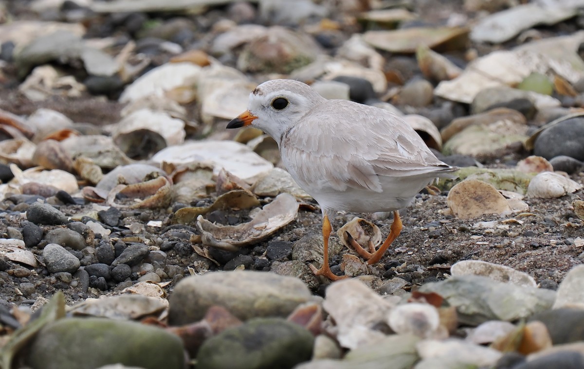 Piping Plover - ML637700176
