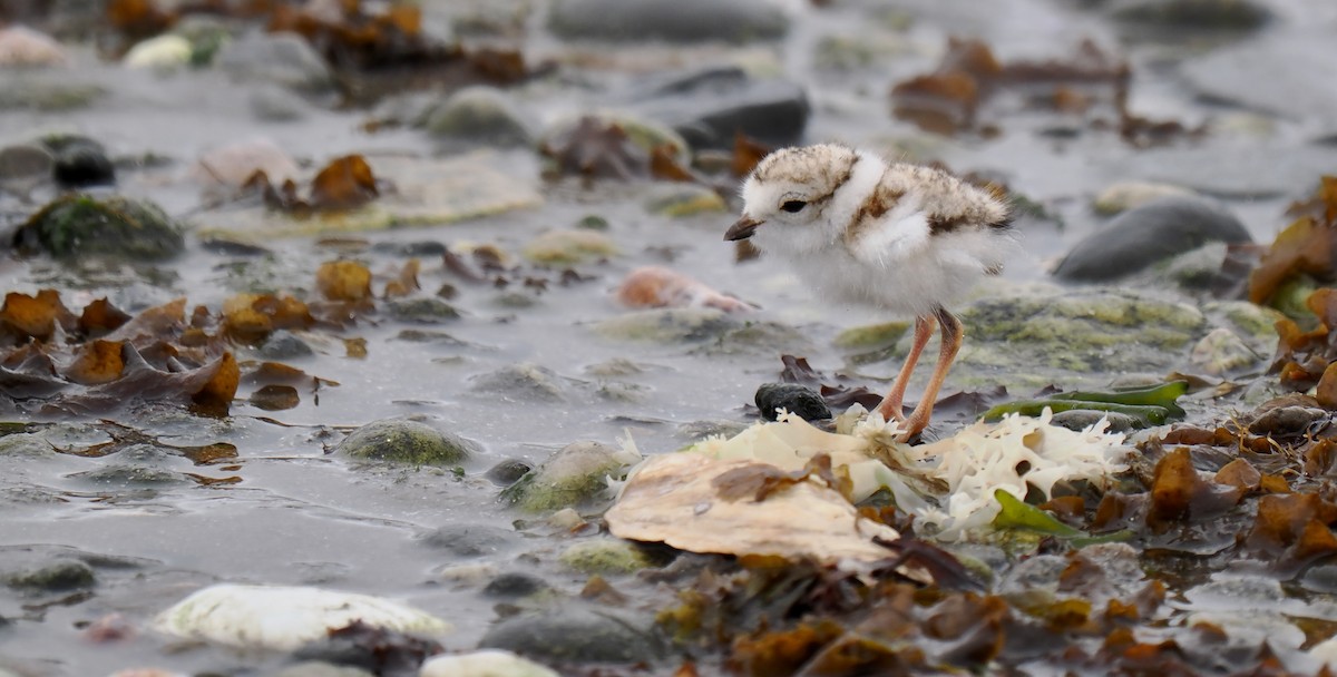 Piping Plover - ML637700177