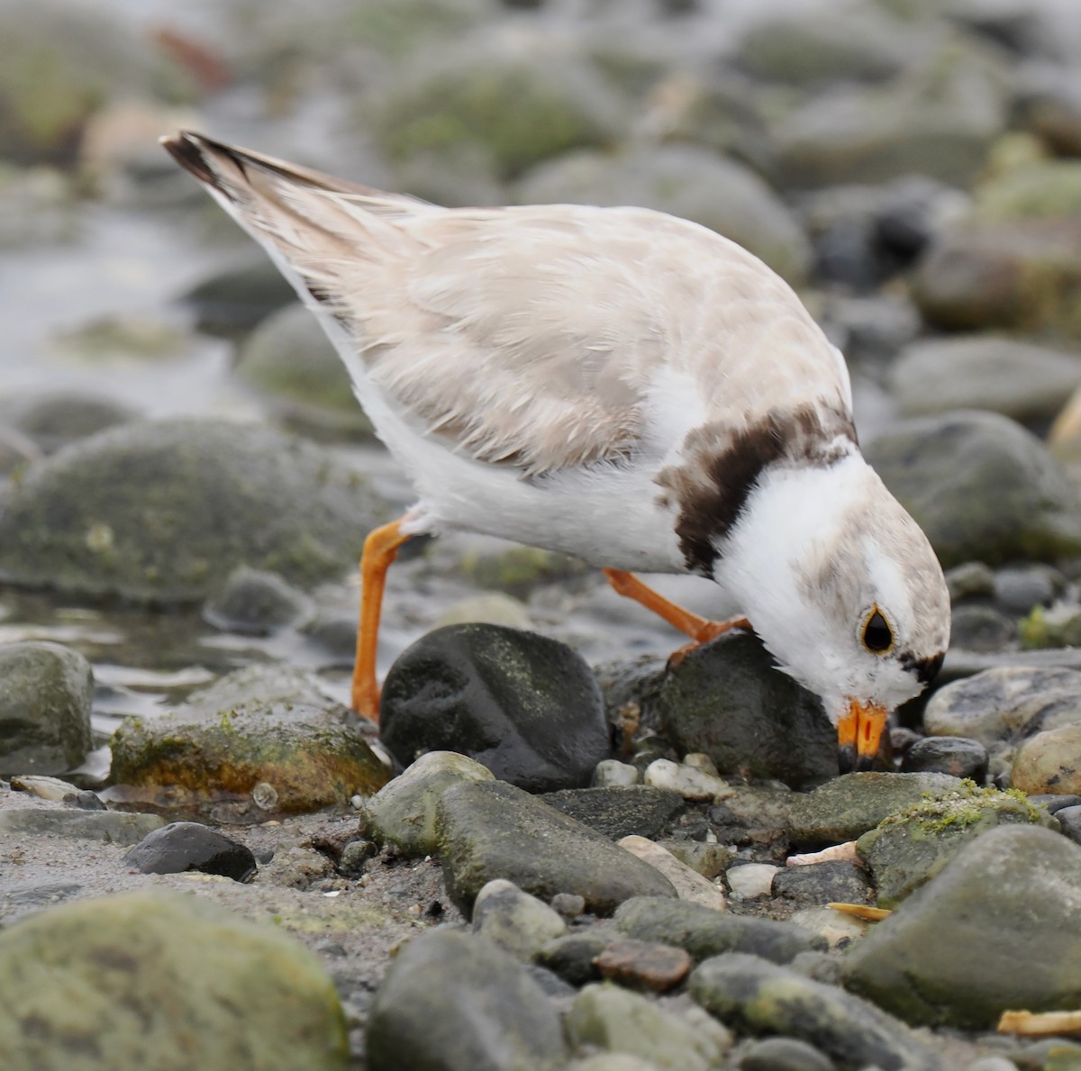 Piping Plover - ML637700178