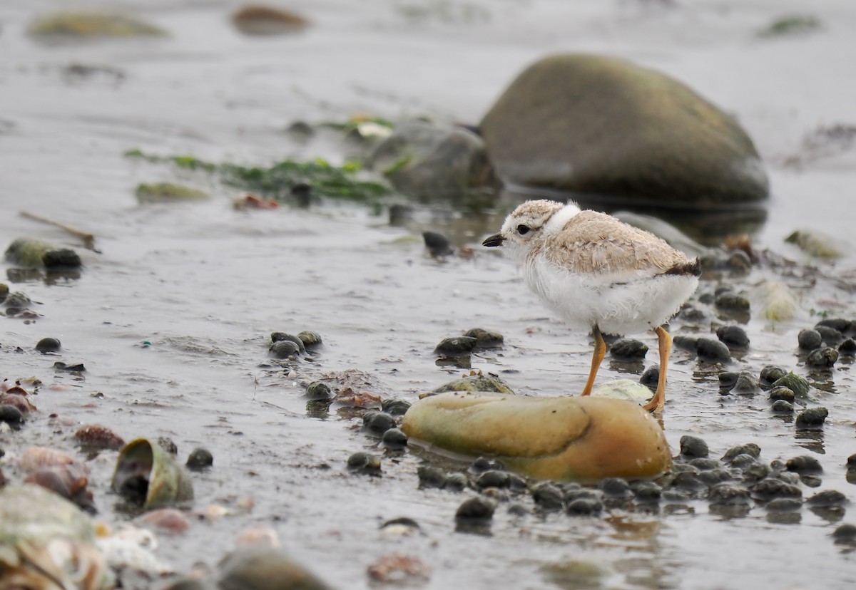Piping Plover - ML637700179