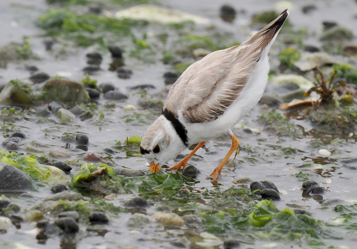Piping Plover - ML637700181