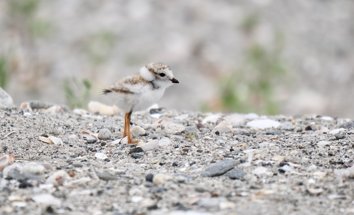 Piping Plover - ML637700182