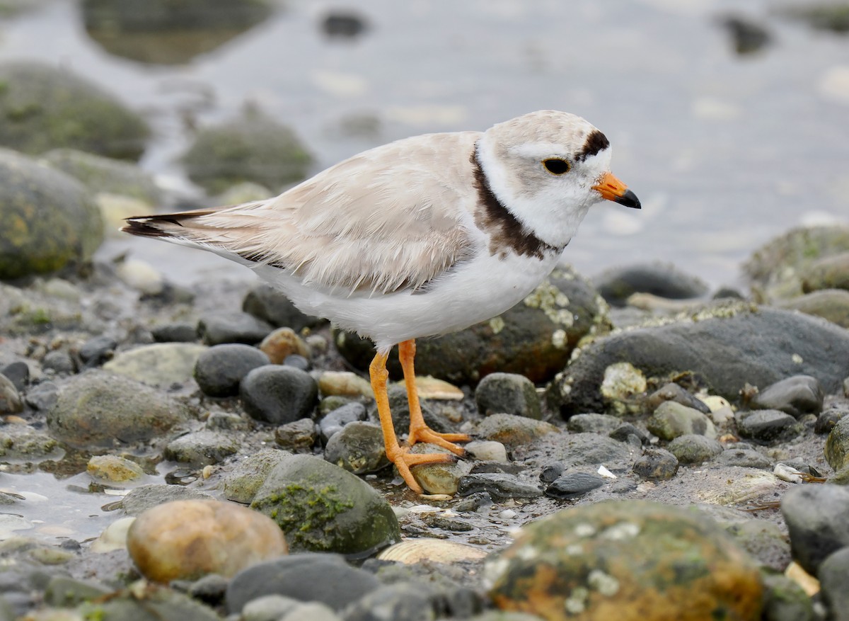 Piping Plover - ML637700184