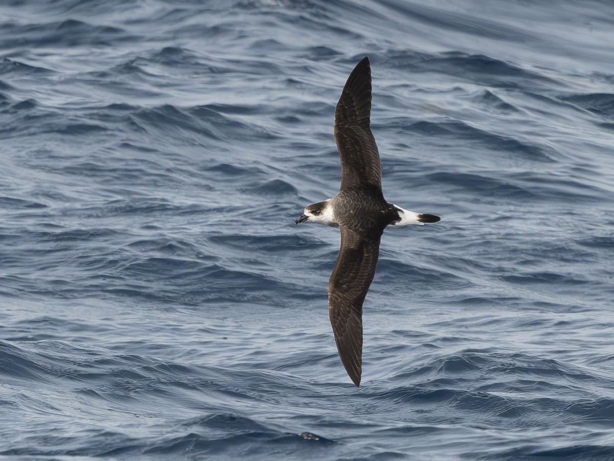 Black-capped Petrel (Dark-faced) - ML637700190