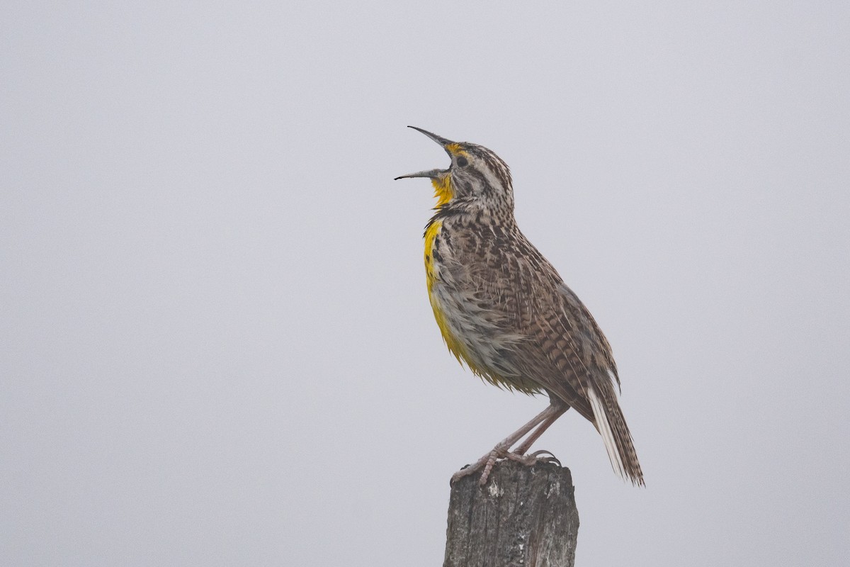 Western Meadowlark - ML637700239