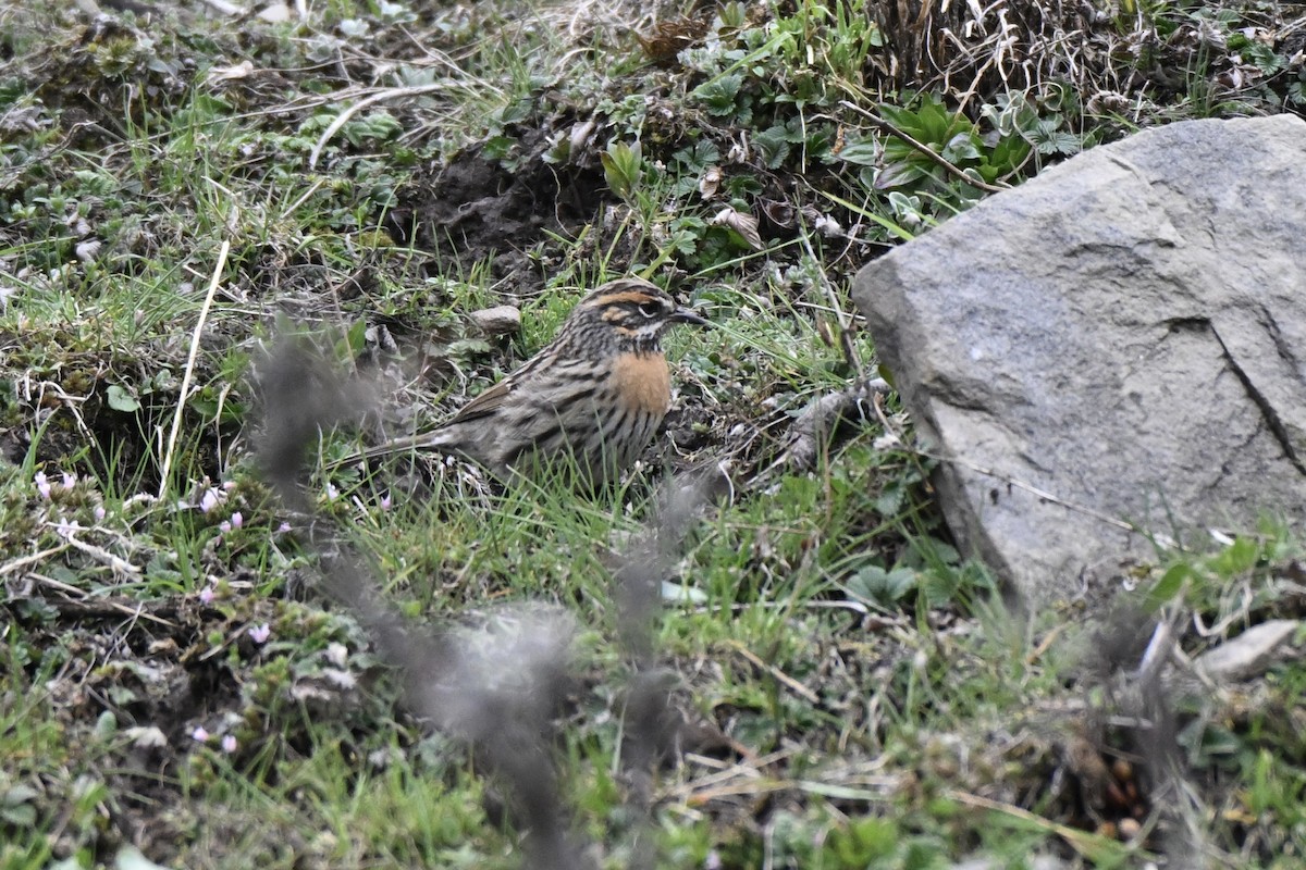 Rufous-breasted Accentor - ML637700253