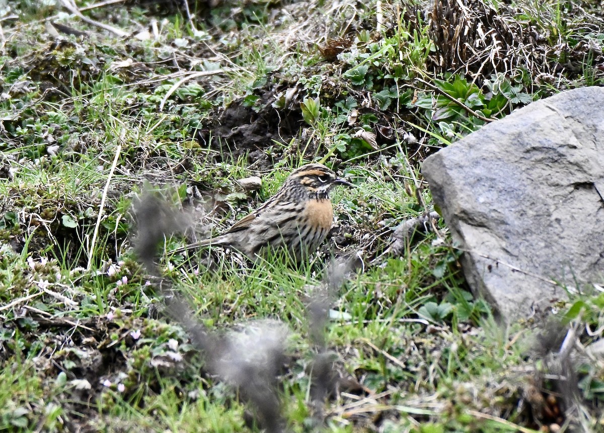 Rufous-breasted Accentor - ML637700274