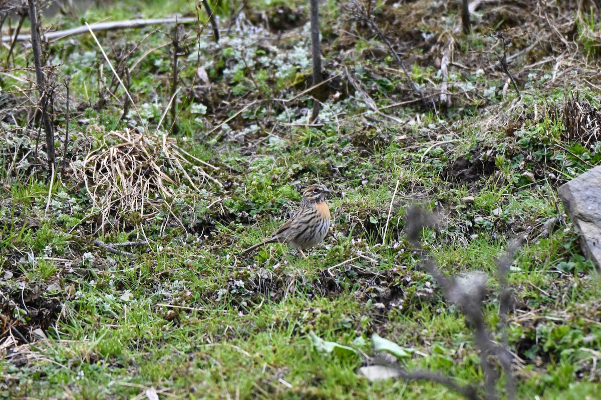 Rufous-breasted Accentor - ML637700291