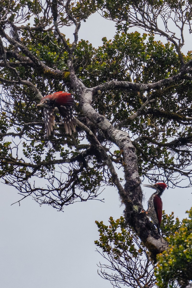 Crimson-backed Flameback - ML637700299