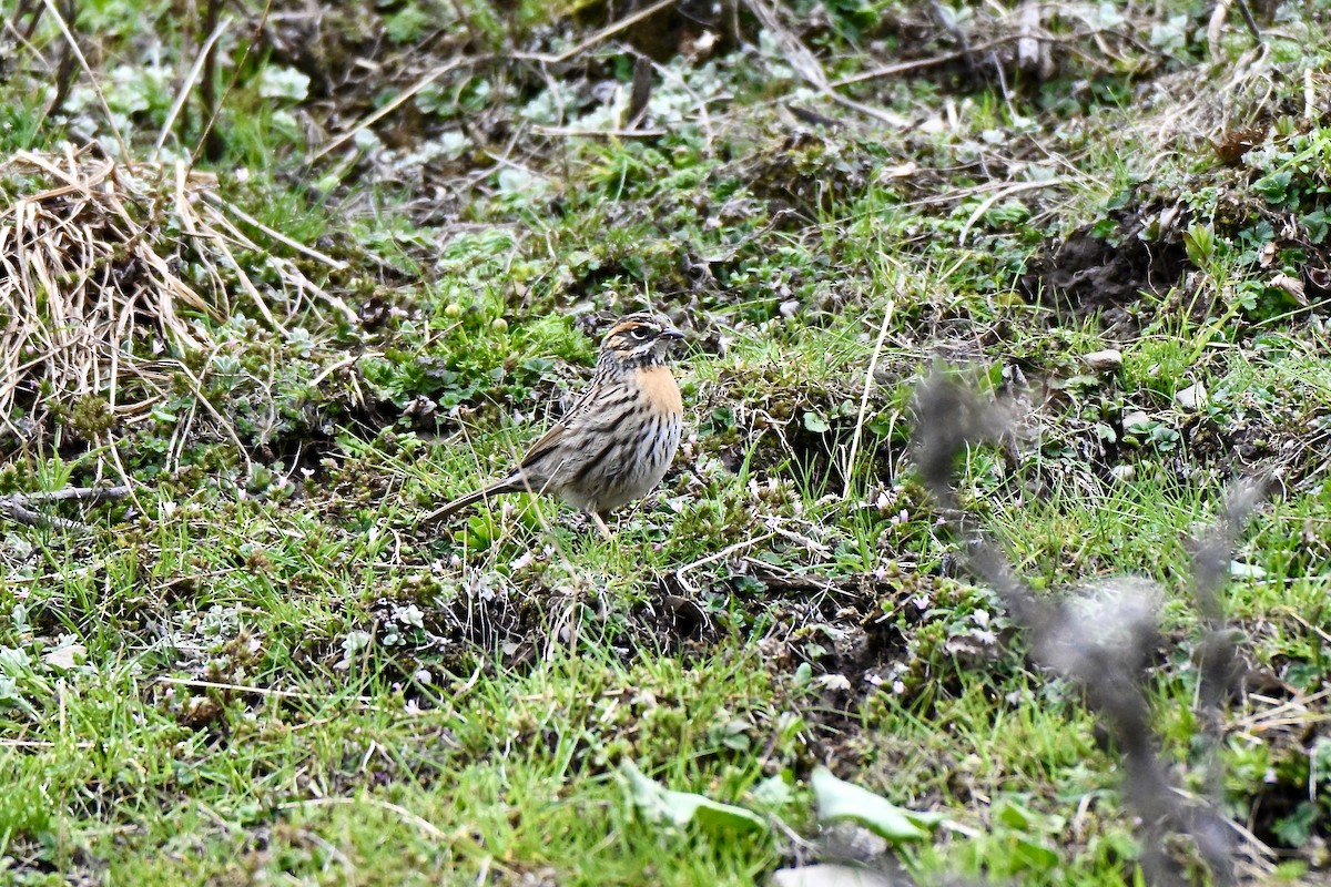 Rufous-breasted Accentor - ML637700300