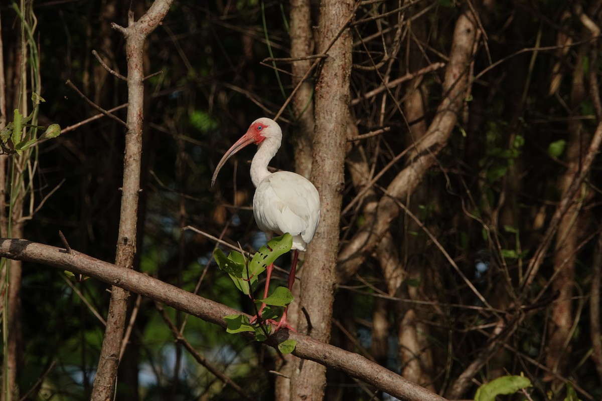 Ibis zuria - ML637700310