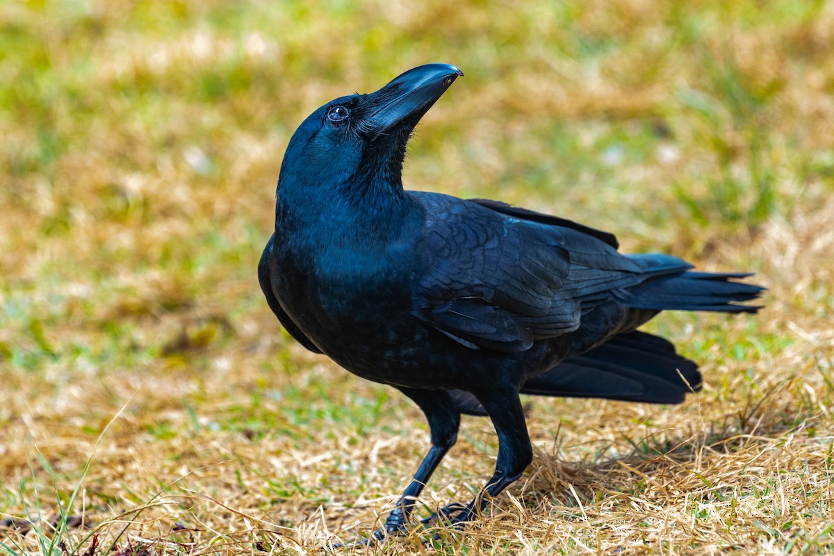 Large-billed Crow - ML637700315