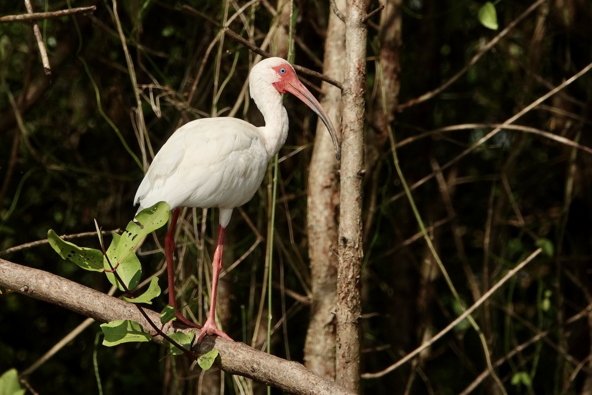 Ibis zuria - ML637700316