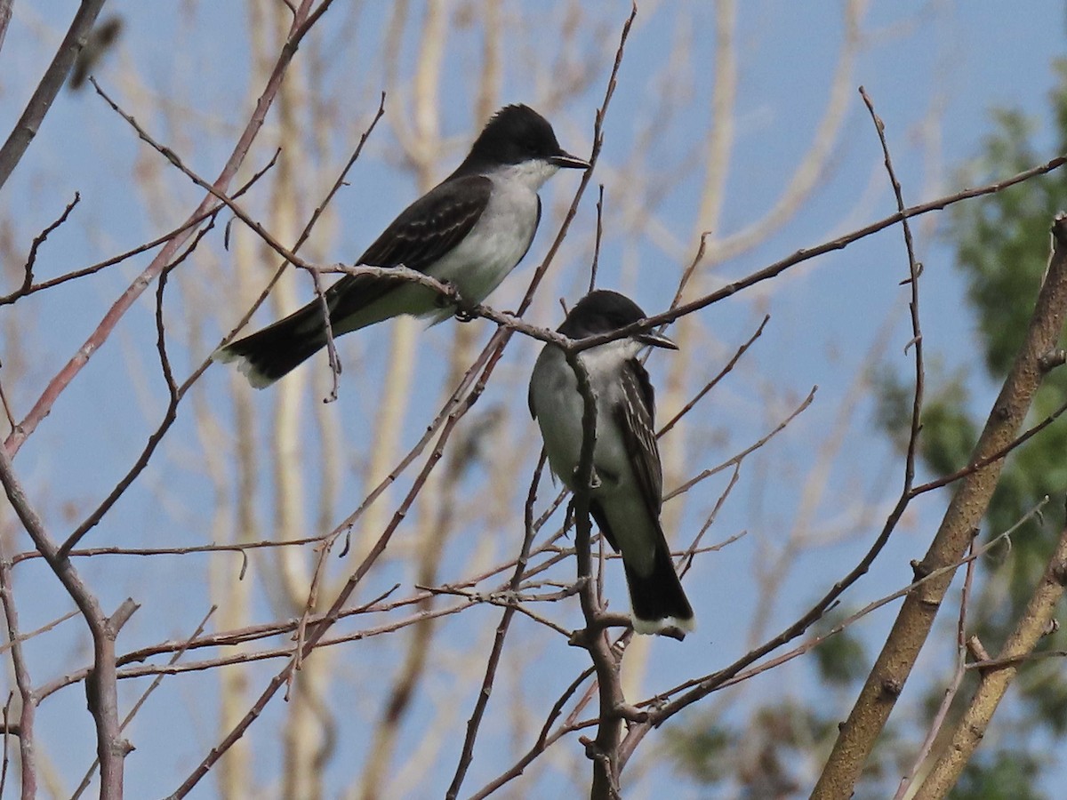 Eastern Kingbird - ML637700319