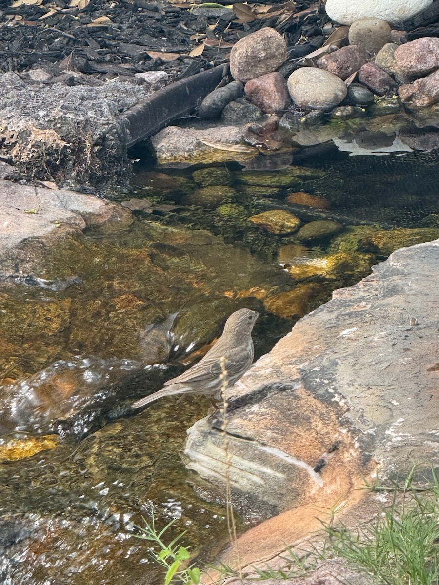 House Finch - ML637700320
