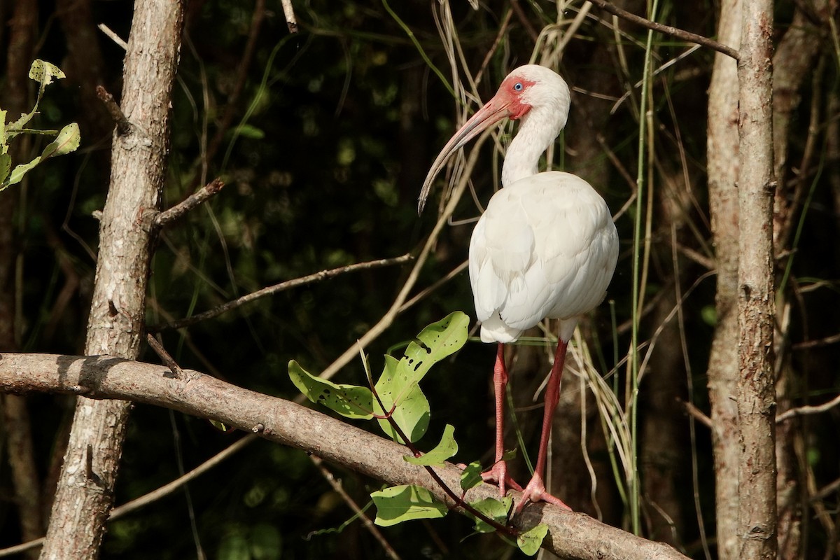 Ibis zuria - ML637700321