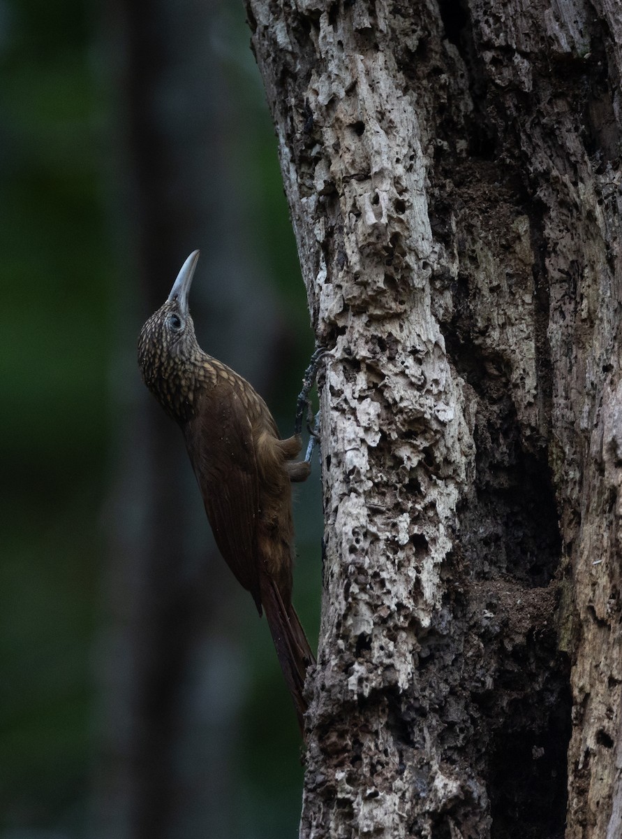 Buff-throated Woodcreeper - ML637700326