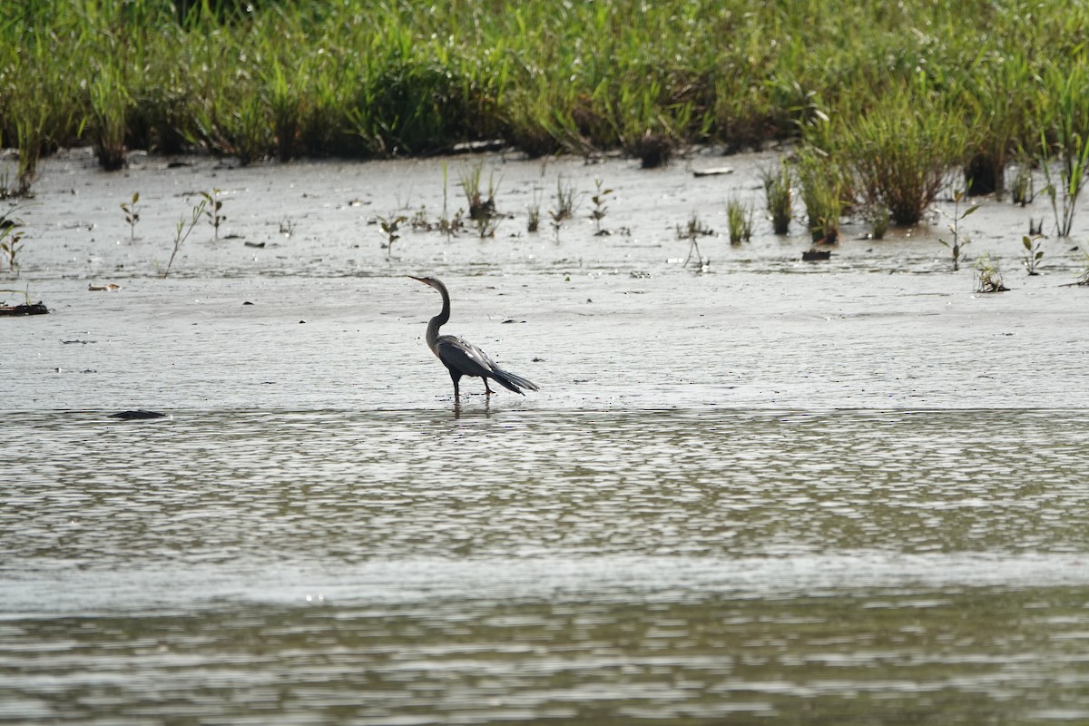 Anhinga amerikarra - ML637700328