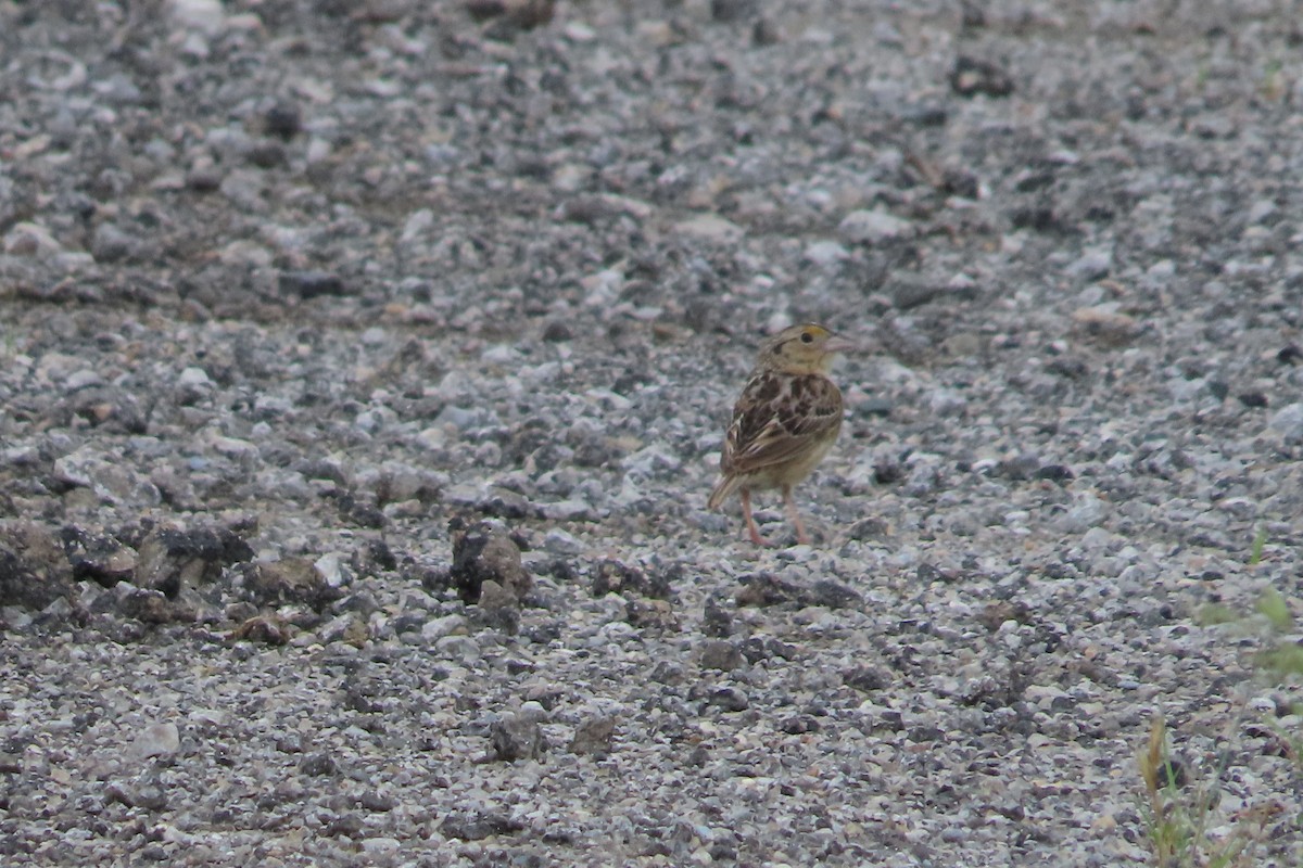 Grasshopper Sparrow - ML637700330