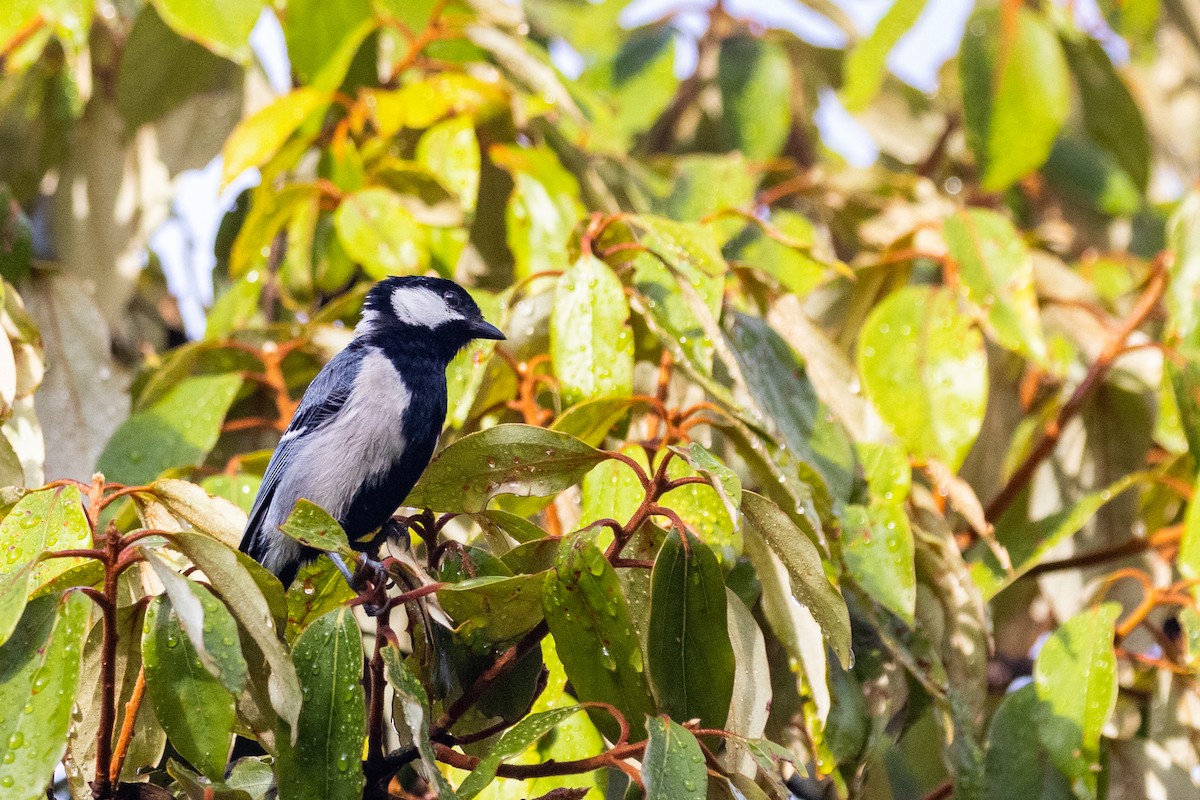 Asian Tit - ML637700331