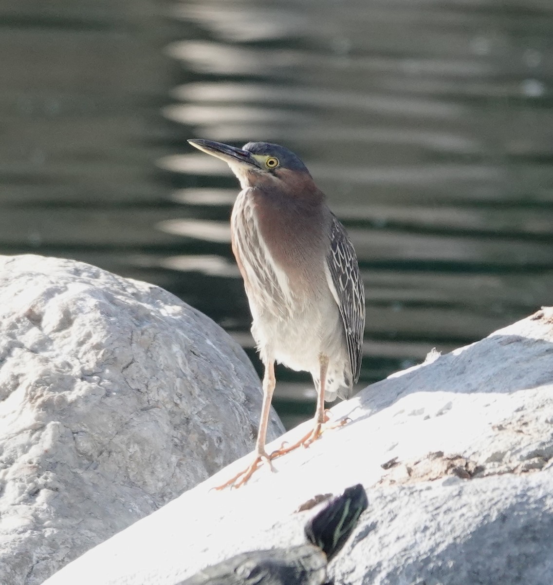 Koartzatxo berdea - ML637700338