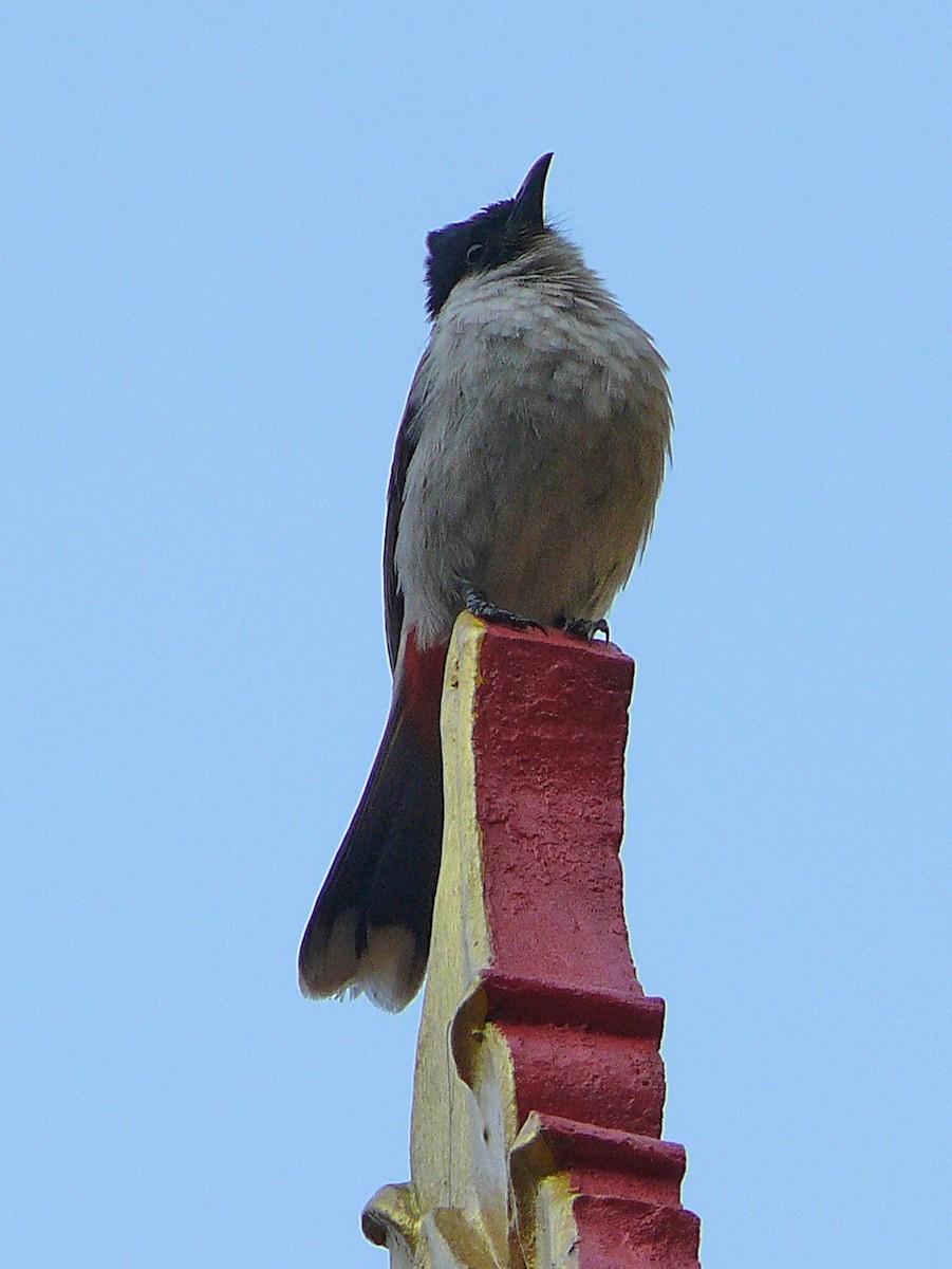 Sooty-headed Bulbul - ML637700342
