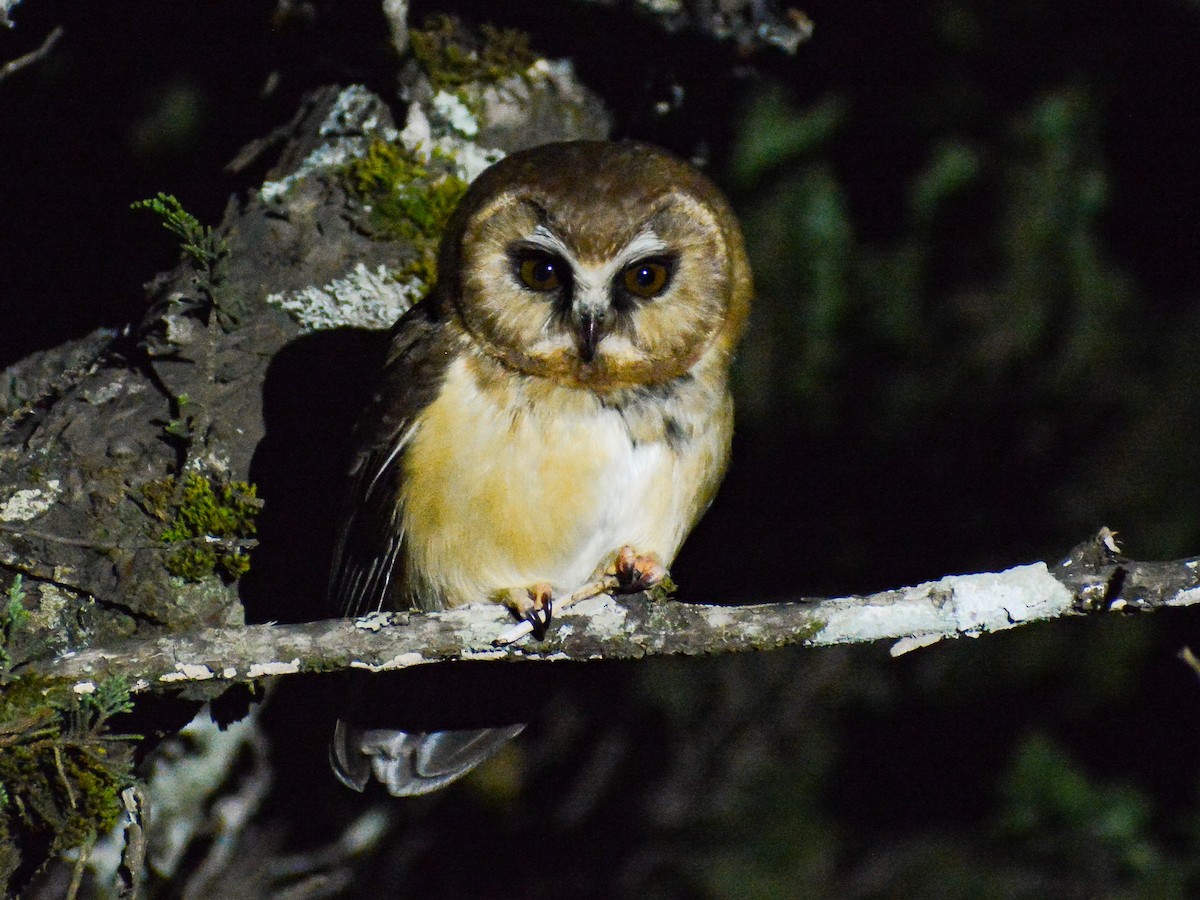 Unspotted Saw-whet Owl - ML637700346