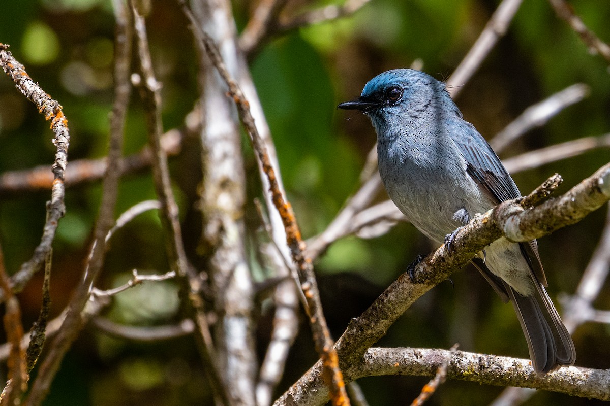 Dull-blue Flycatcher - ML637700430