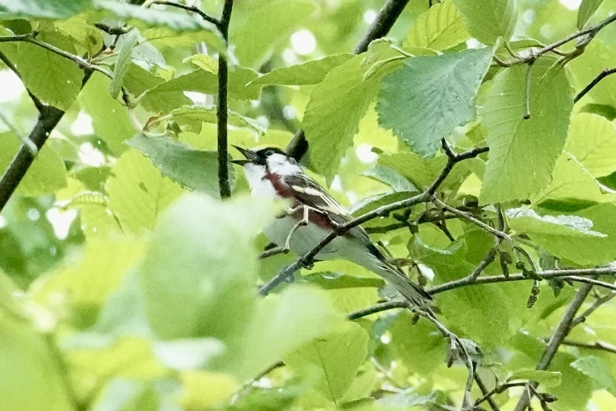 Chestnut-sided Warbler - ML637700439