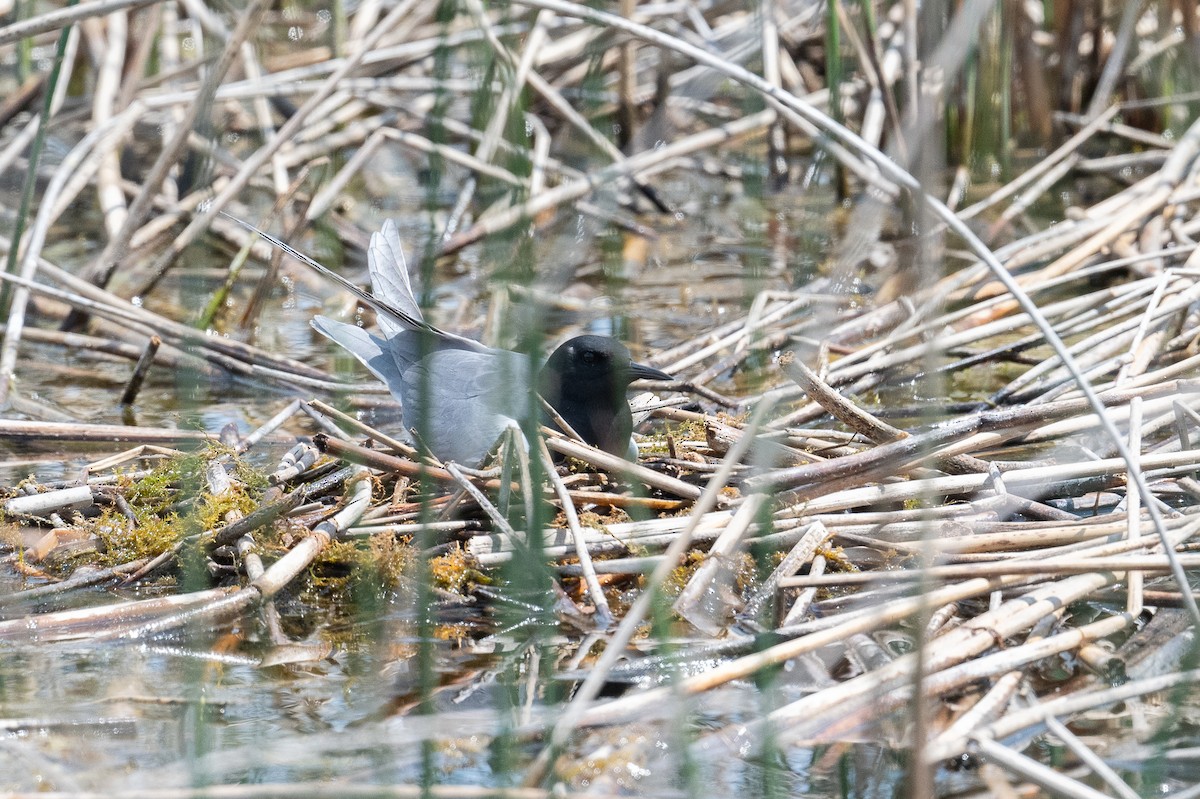 黑浮鷗 - ML637700480