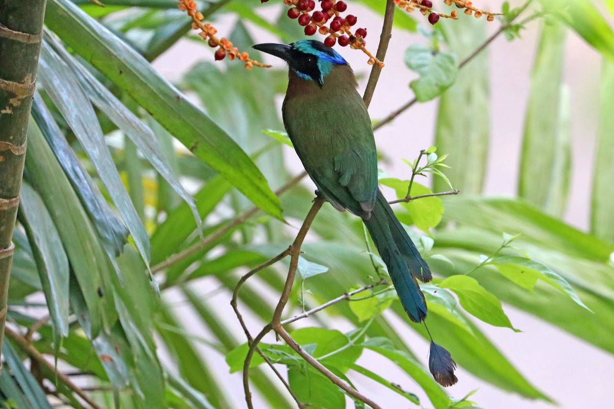 Trinidad Motmot - ML637700559