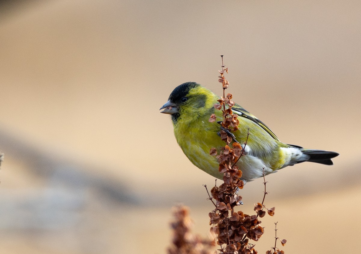 Black-chinned Siskin - ML637700606