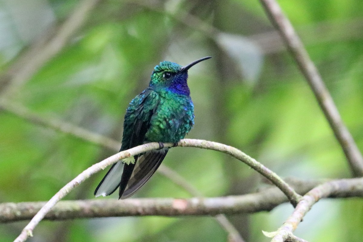 White-tailed Sabrewing - ML637700622