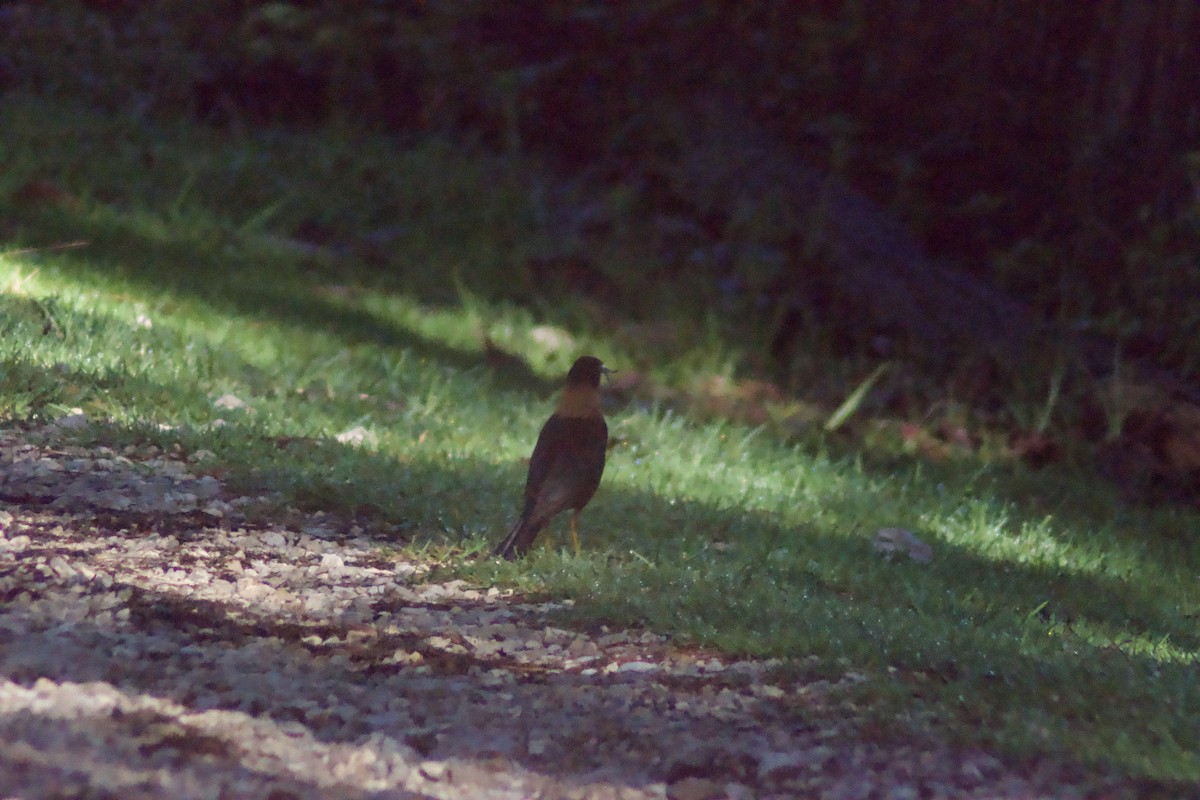 Rufous-collared Robin - ML637700678