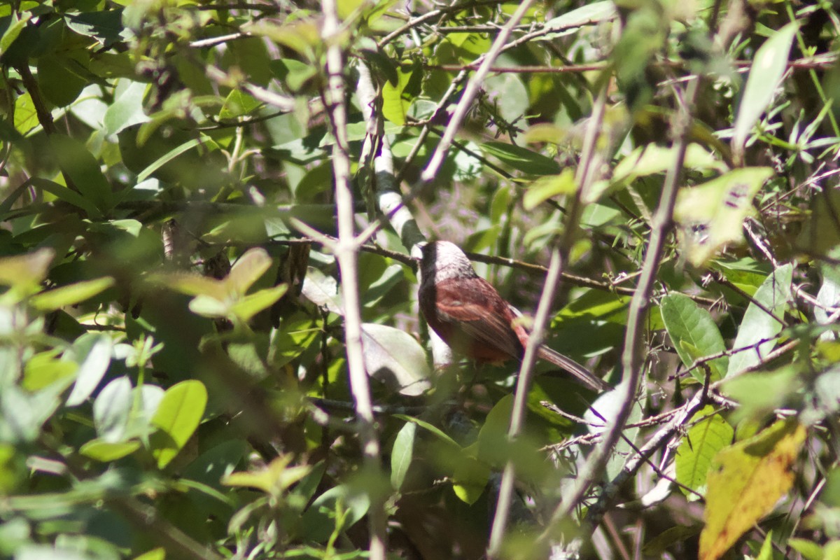 Pink-headed Warbler - ML637700695