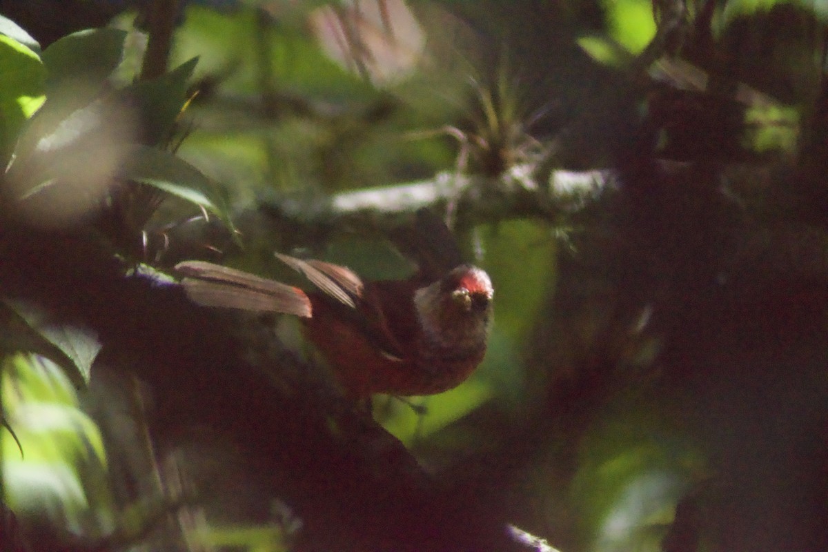 Pink-headed Warbler - ML637700722