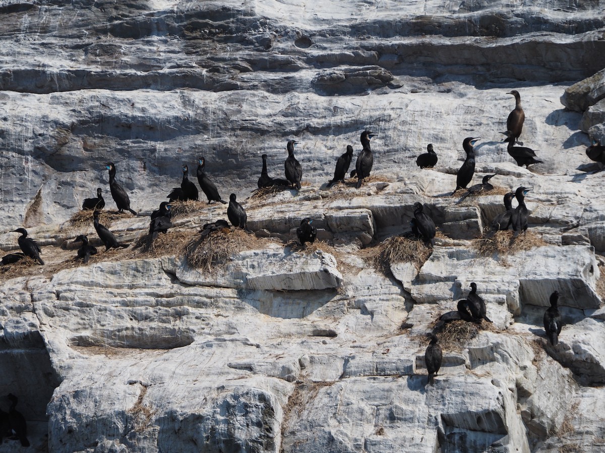 Brandt's Cormorant - ML637700814