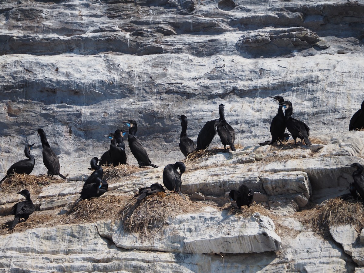 Brandt's Cormorant - ML637700815