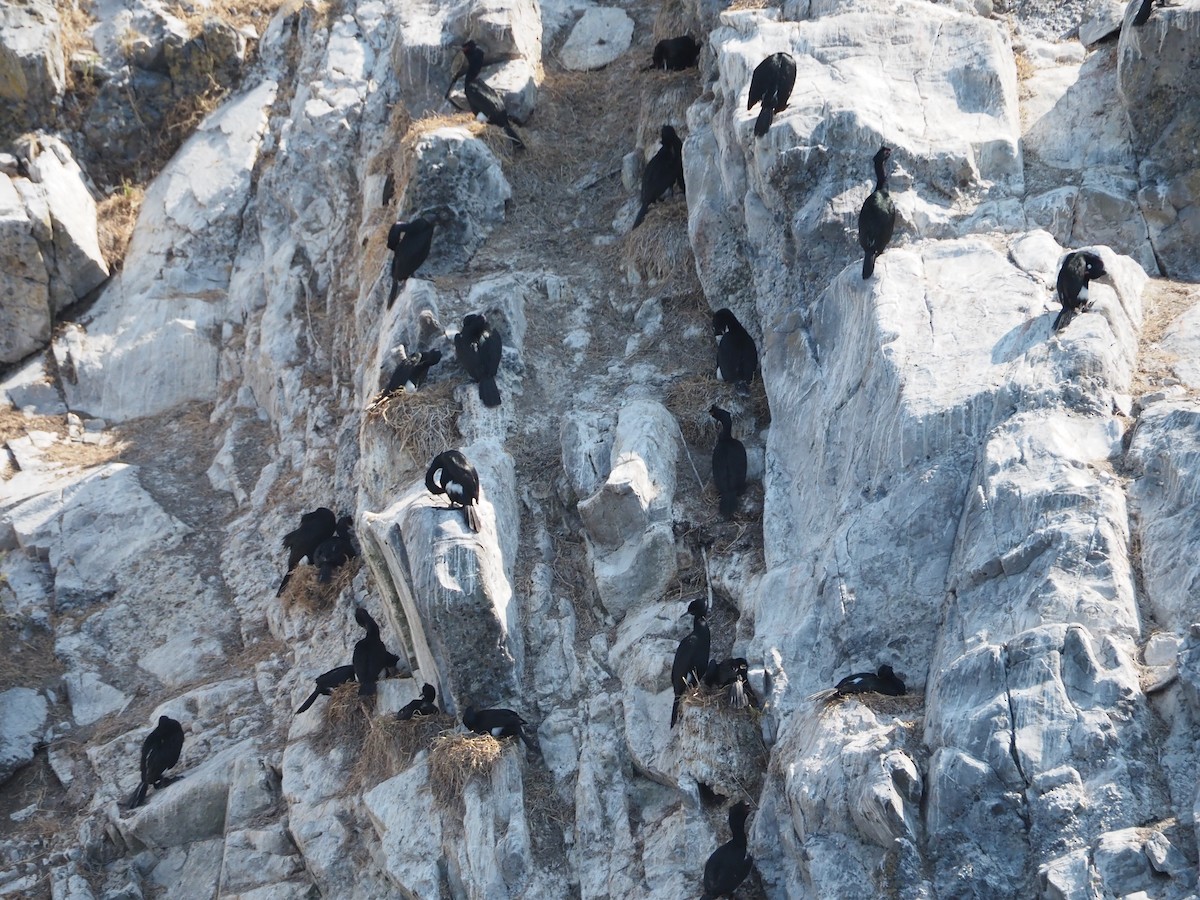 Pelagic Cormorant - ML637700835