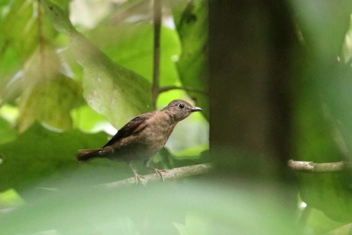 Yellow-legged Thrush - ML637700840