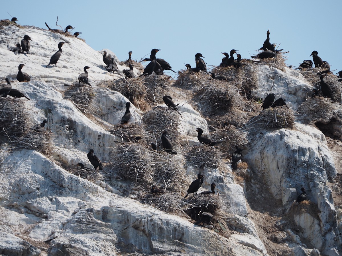 Double-crested Cormorant - ML637700869