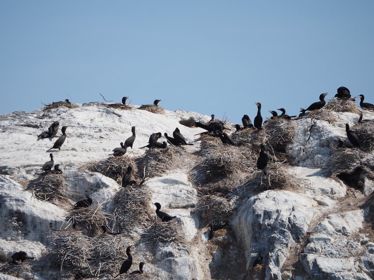 Double-crested Cormorant - ML637700870
