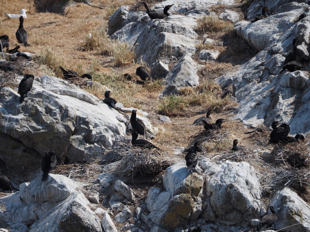 Double-crested Cormorant - ML637700871