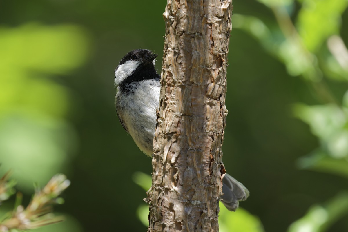 Black-capped Chickadee - ML637700887