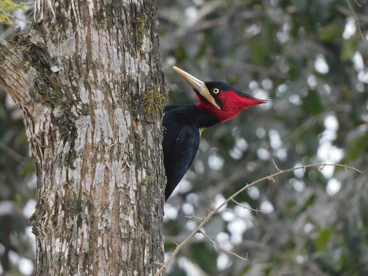 Cream-backed Woodpecker - ML637700895