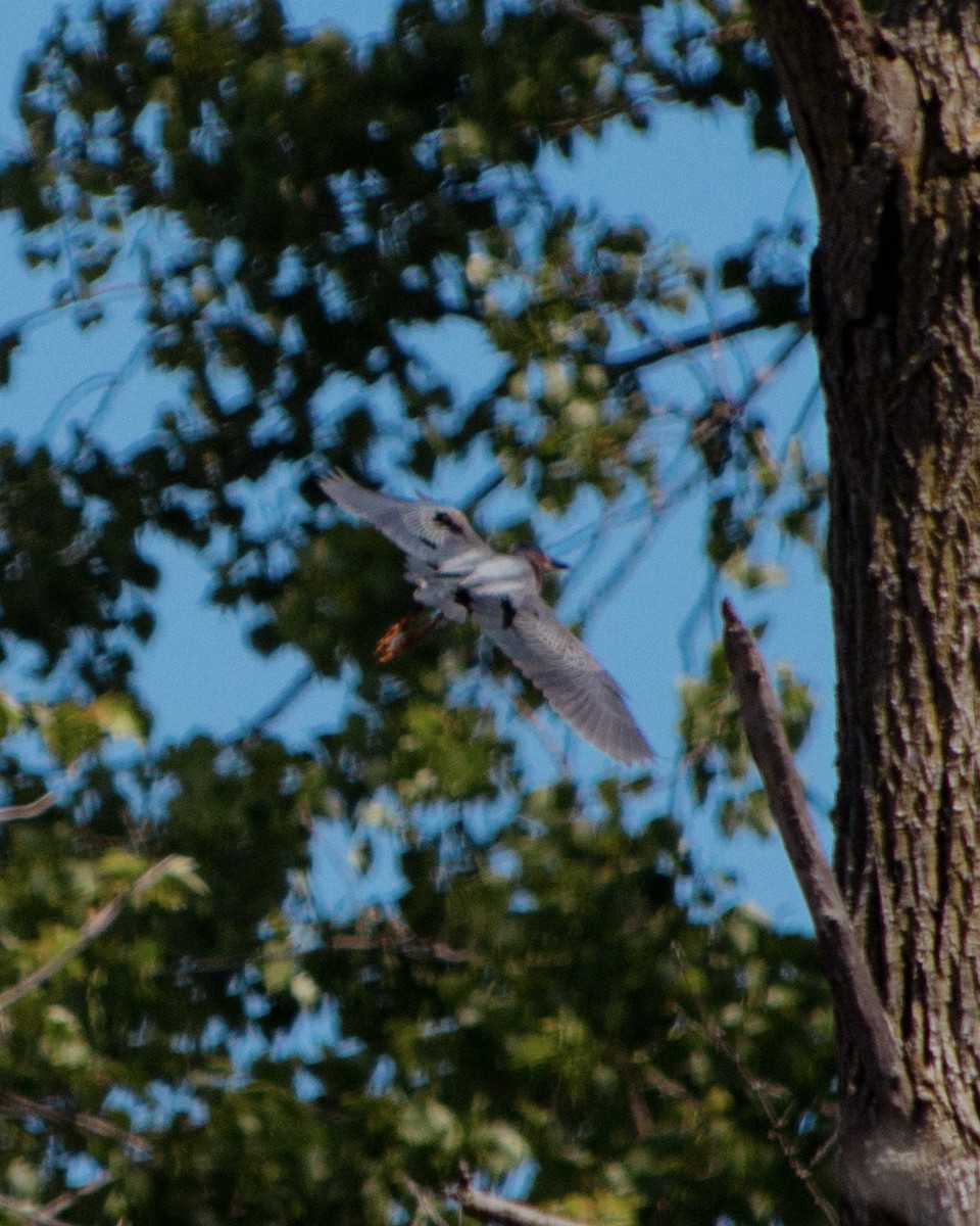 Green Heron - ML637700918
