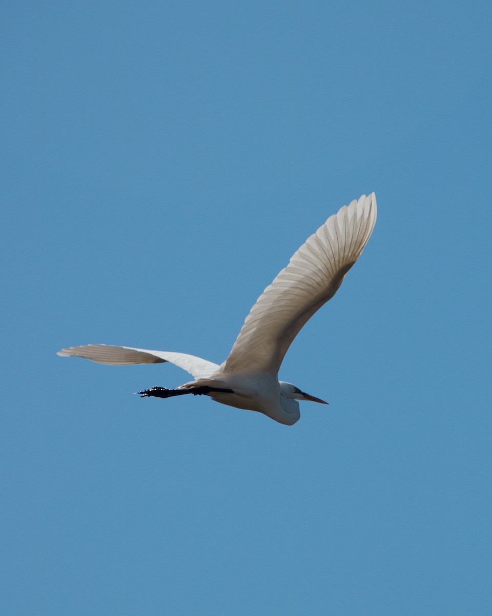 Great Egret - ML637700944