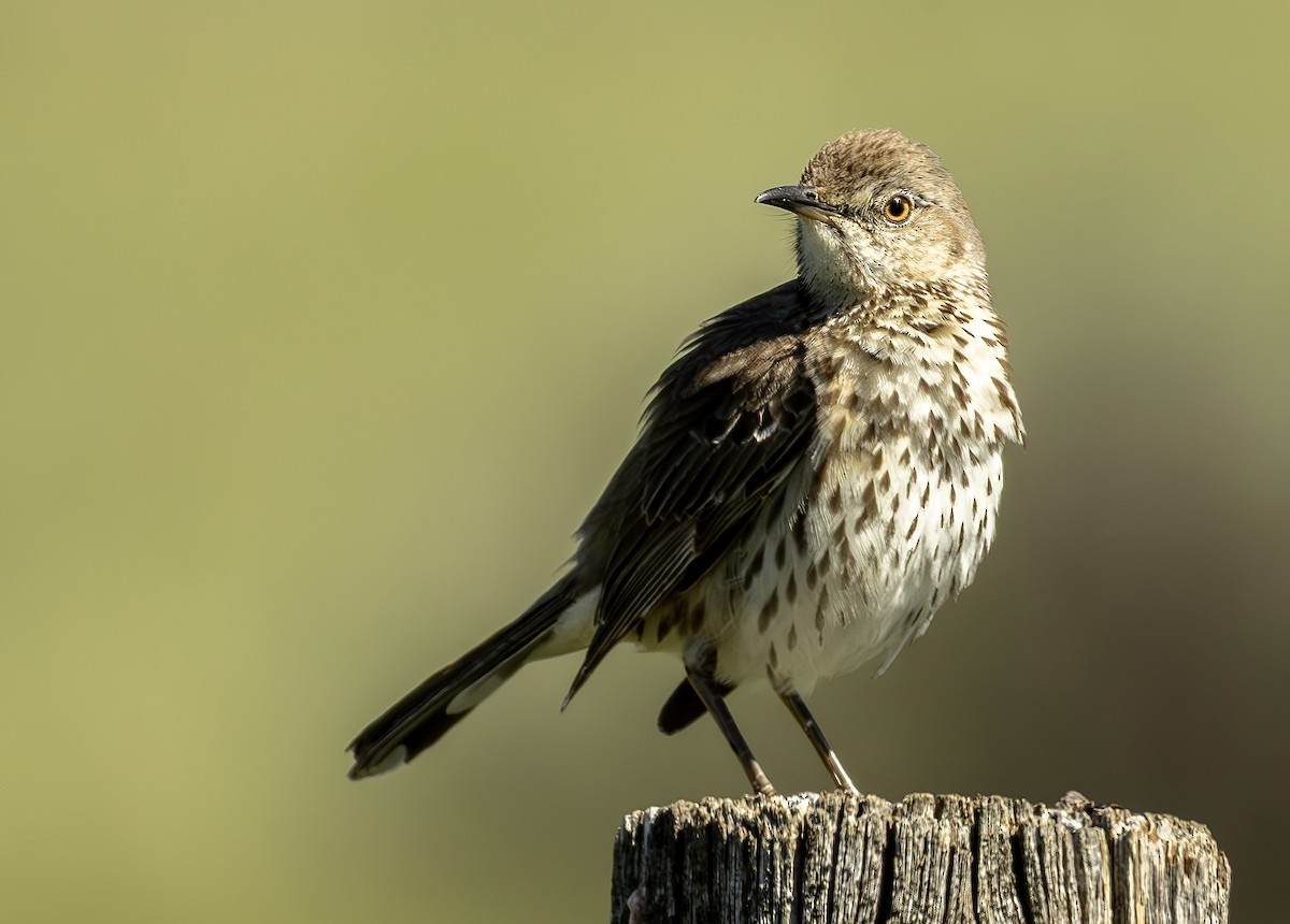 Sage Thrasher - ML637700998