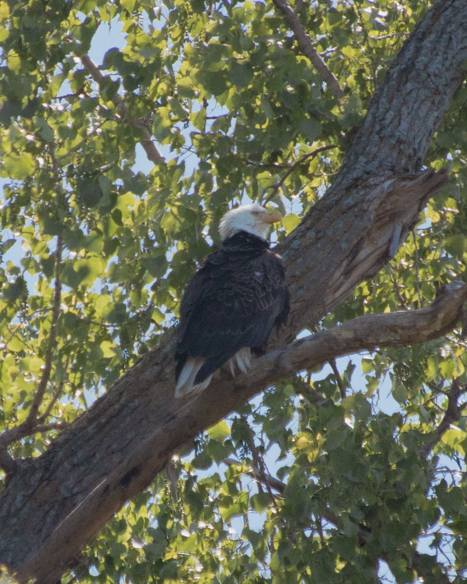 Bald Eagle - ML637701018