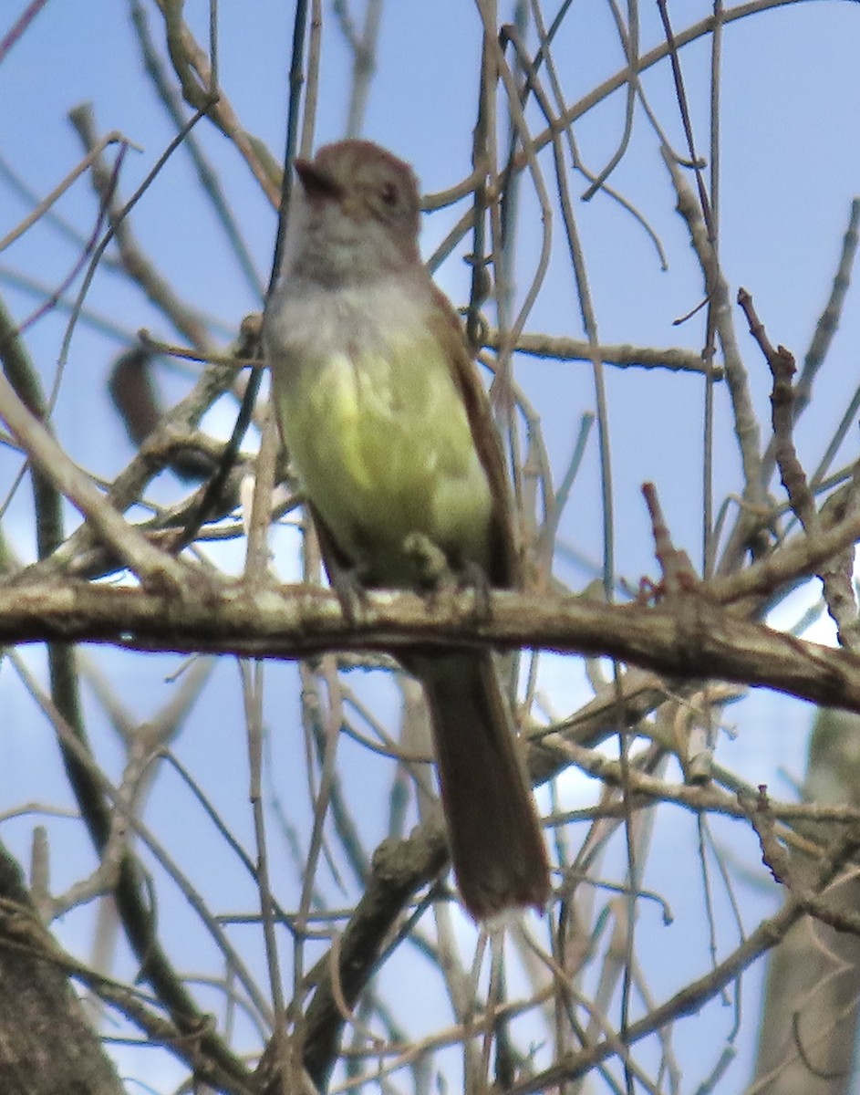 Panama Flycatcher - ML637701042